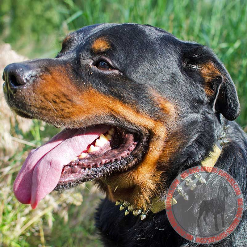 Leather Decorated Rottweiler Collar with Spikes, Cones, Plates