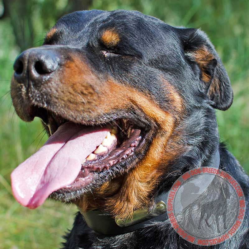Leather Rottweiler Collar with ID Tag for Walking and Training