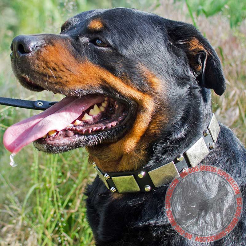Designer Wide Leather Rottweiler Collar with Vintage Nickel Plates For Stylish Walking