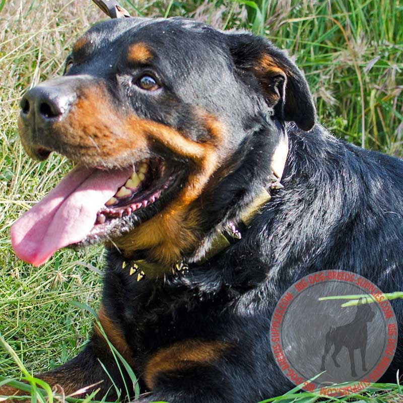 Leather Decorated Rottweiler Collar with Massive Plates and Spikes