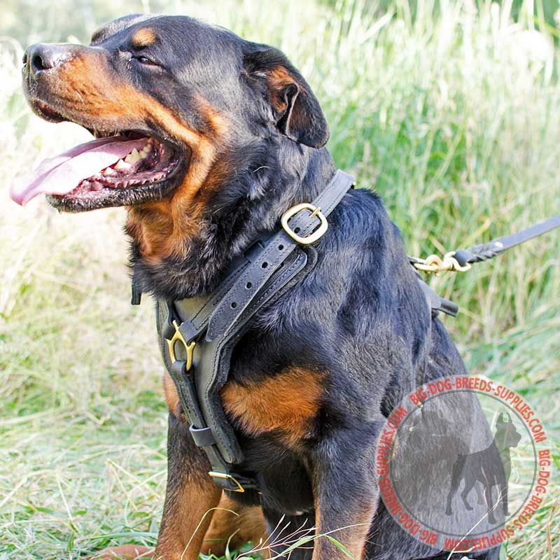 Exquisite Y-shaped Leather Rottweiler Harness for Training - Click Image to Close