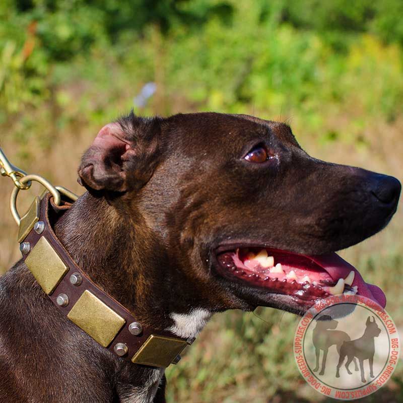 Plates and Cones Decorated Pitbull Collar - Click Image to Close