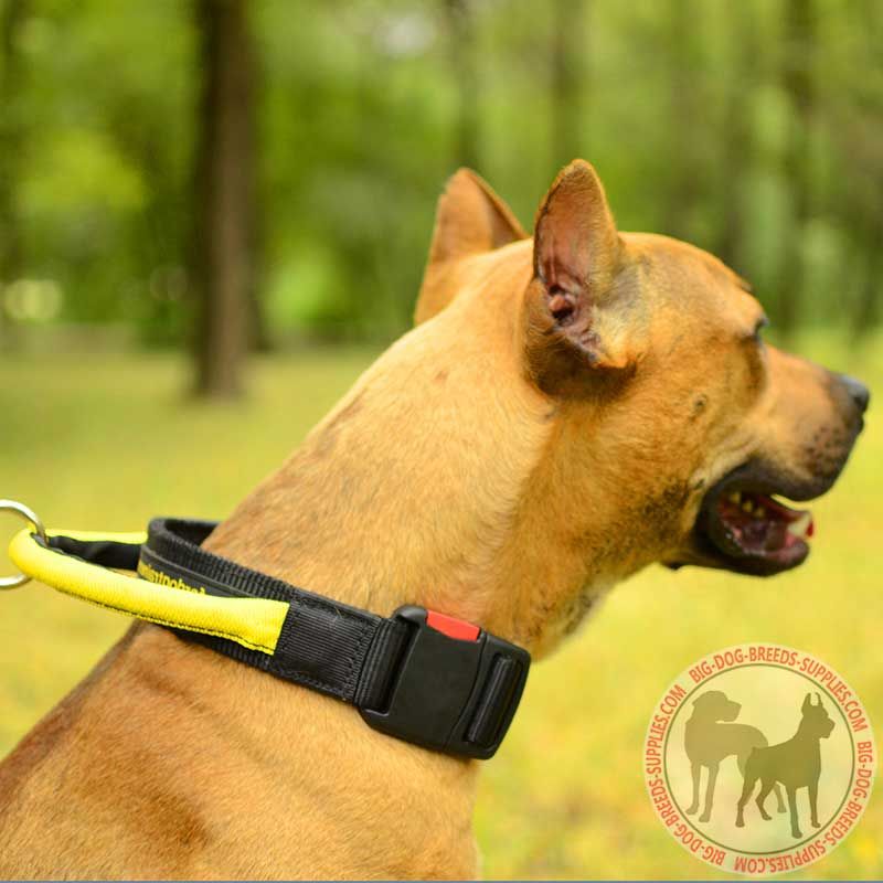Nylon Pit Bull Collar with Heavy-Duty Handle and Quick Release Button