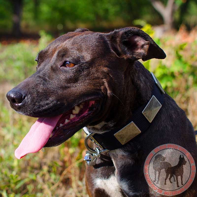 Elegant Nylon Pitbull Collar With Vintage Massive Plates