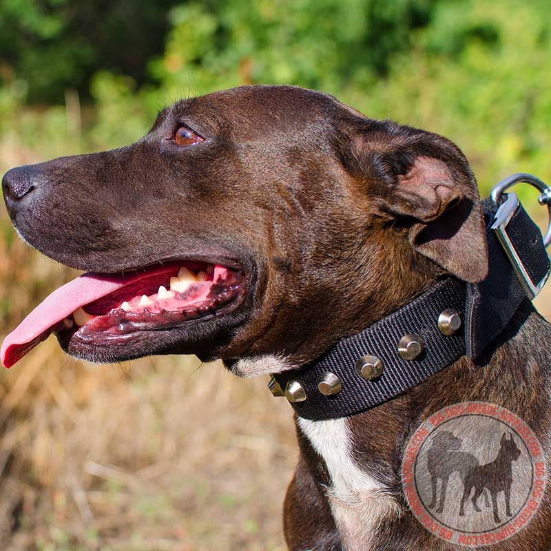 Designer Wide Nylon Pitbull Collar With Nickel Pyramids