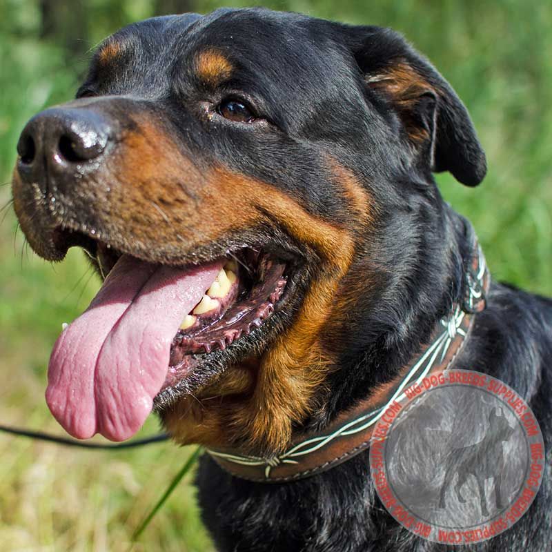 Barbed Wire Painted Leather Rottweiler Collar for Walking and Training