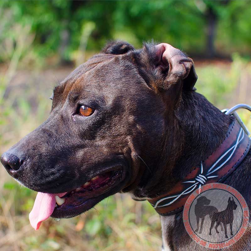 Barbed Wire Painted Leather Pitbull Collar for Walking and Training