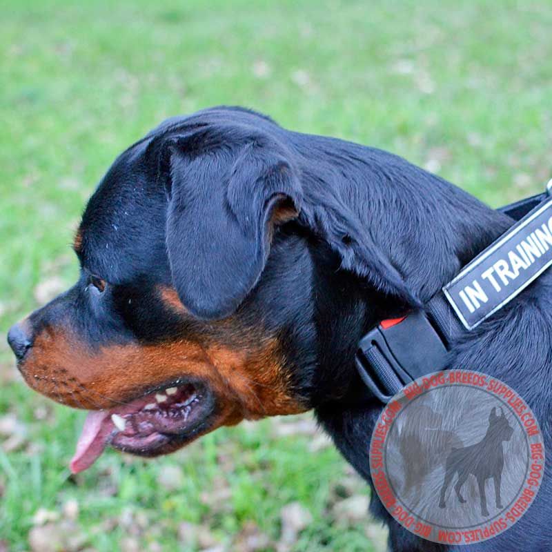 Lightweight Nylon Rottweiler Collar with Identification Patches