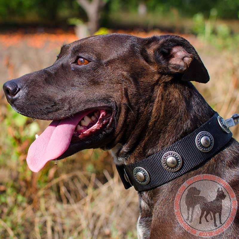 Silvery Conchos Adorned Nylon Pitbull Collar for Walking
