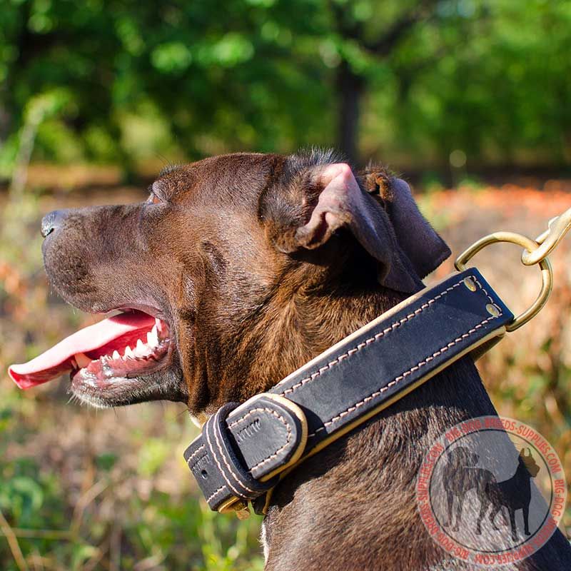 Nice Leather Pitbull Collar Padded with Nappa Leather