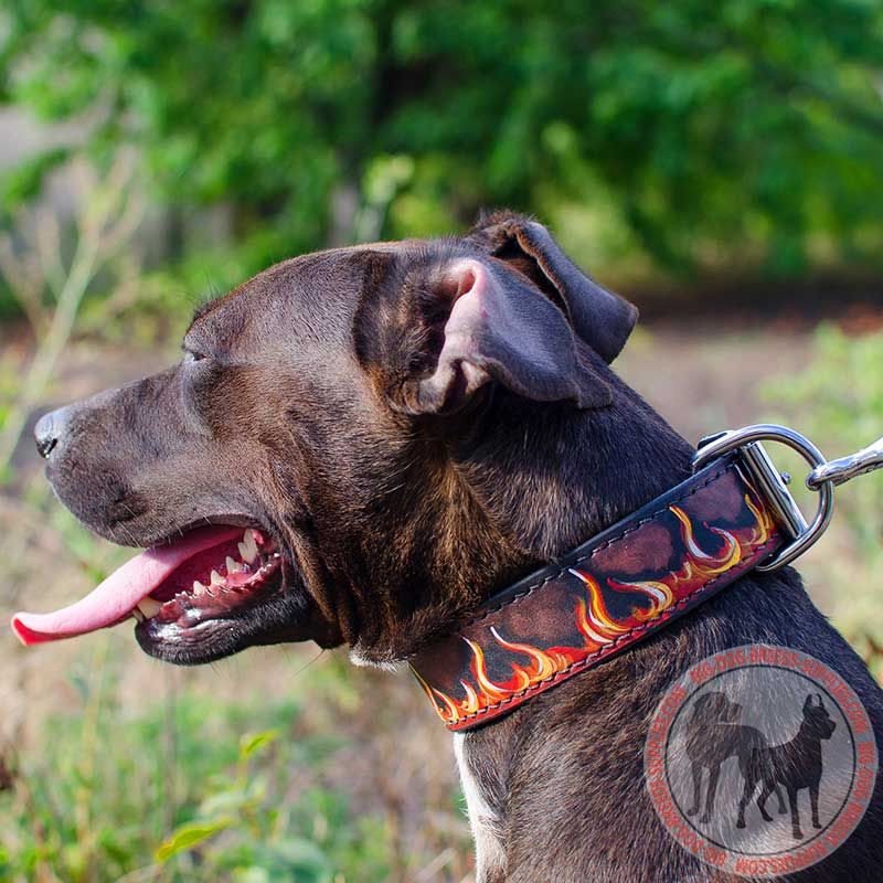Leather Fancy Dog Collar Pitbull Breed Walking Training