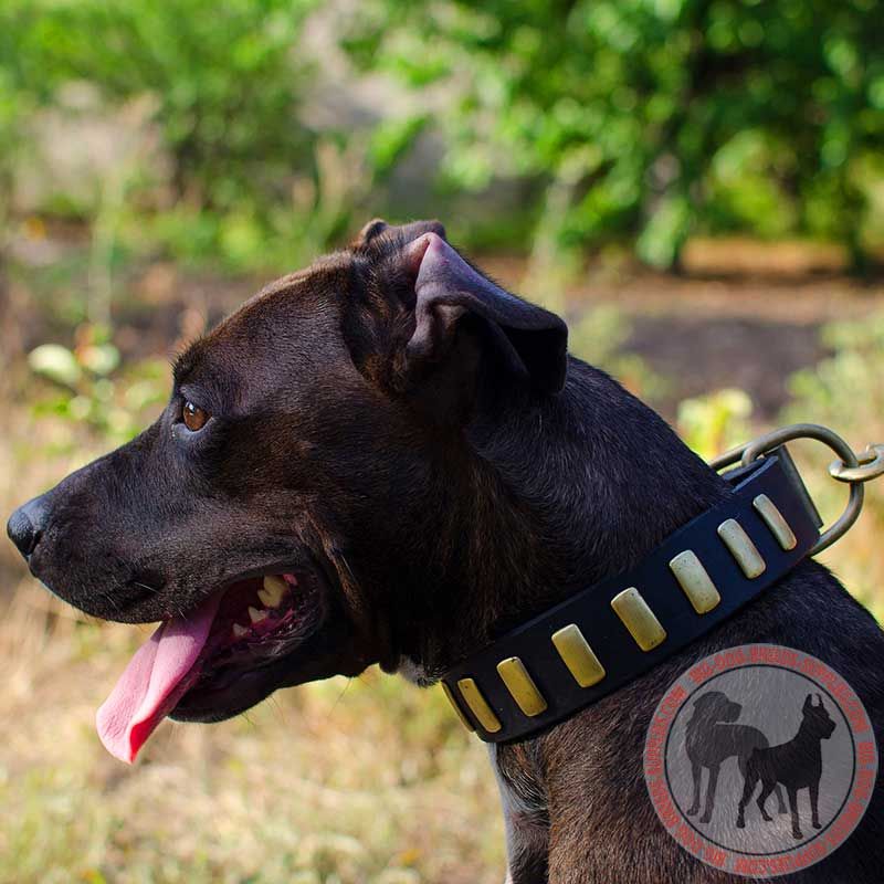 Collar plates deals