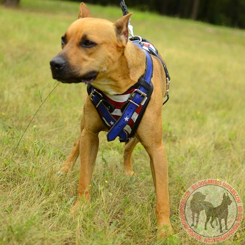 Training Leather Pitbull Harness Painted in American Flag