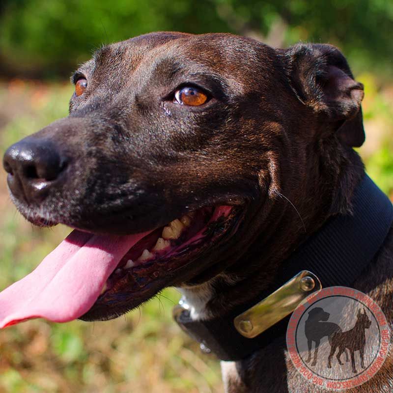 All-Weather Nylon Pitbull Collar with with Name Tag (Identification Tag)