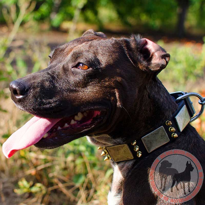 Stylish Leather Pitbull Collar with Spikes and Plates