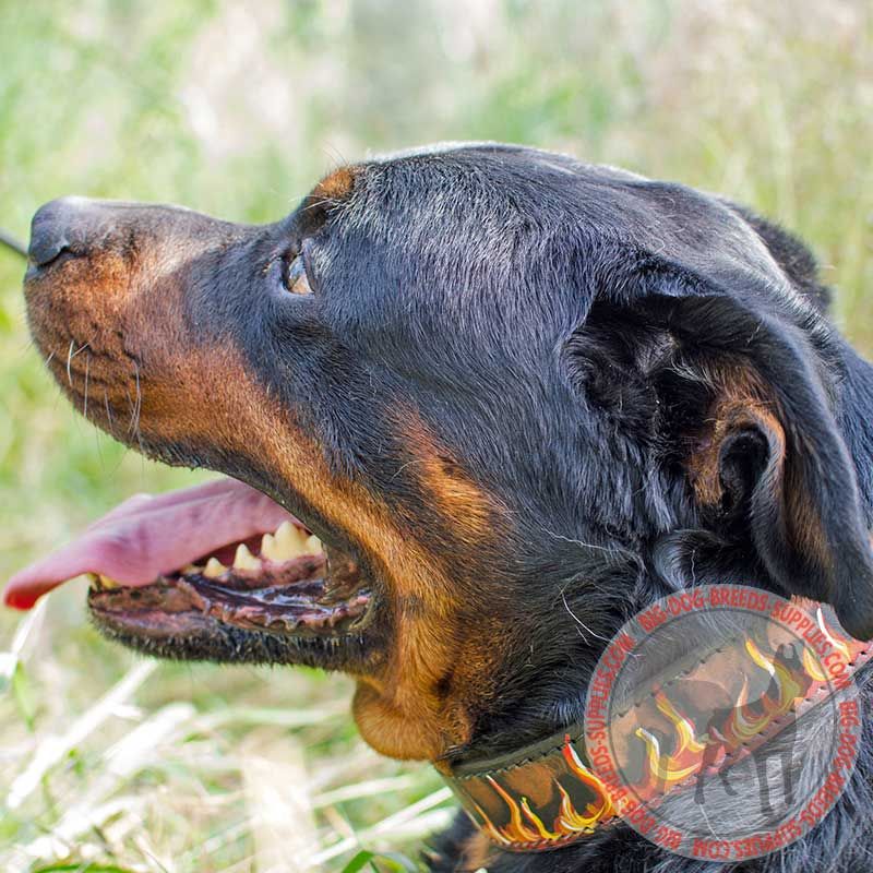 "Hot" Flames Painted Leather Rottweiler Collar for Walking and Training