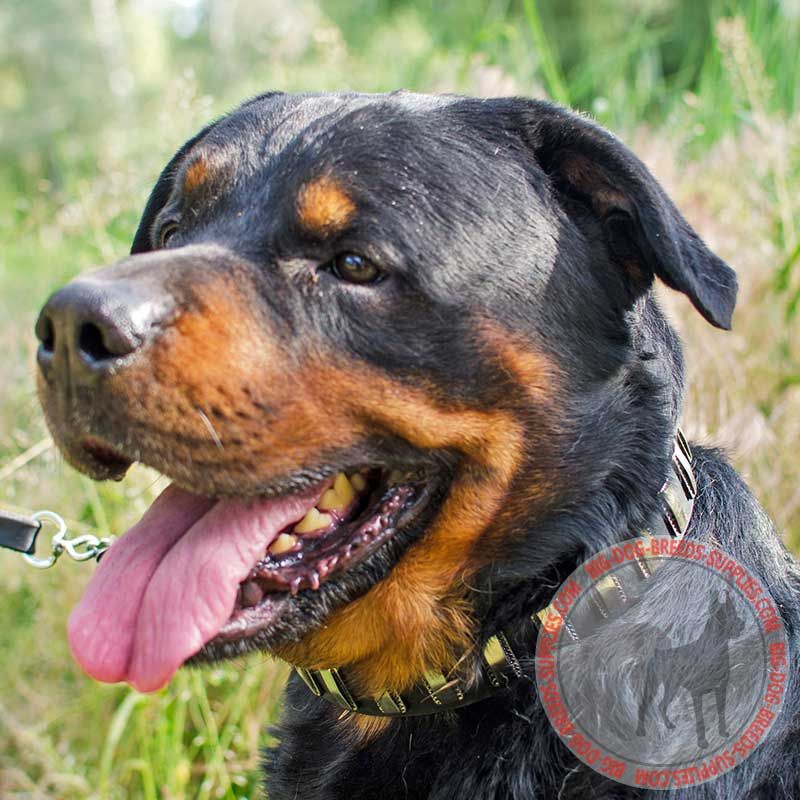 Gorgeous Leather Rottweiler Collar with Vertical Nickel Plates