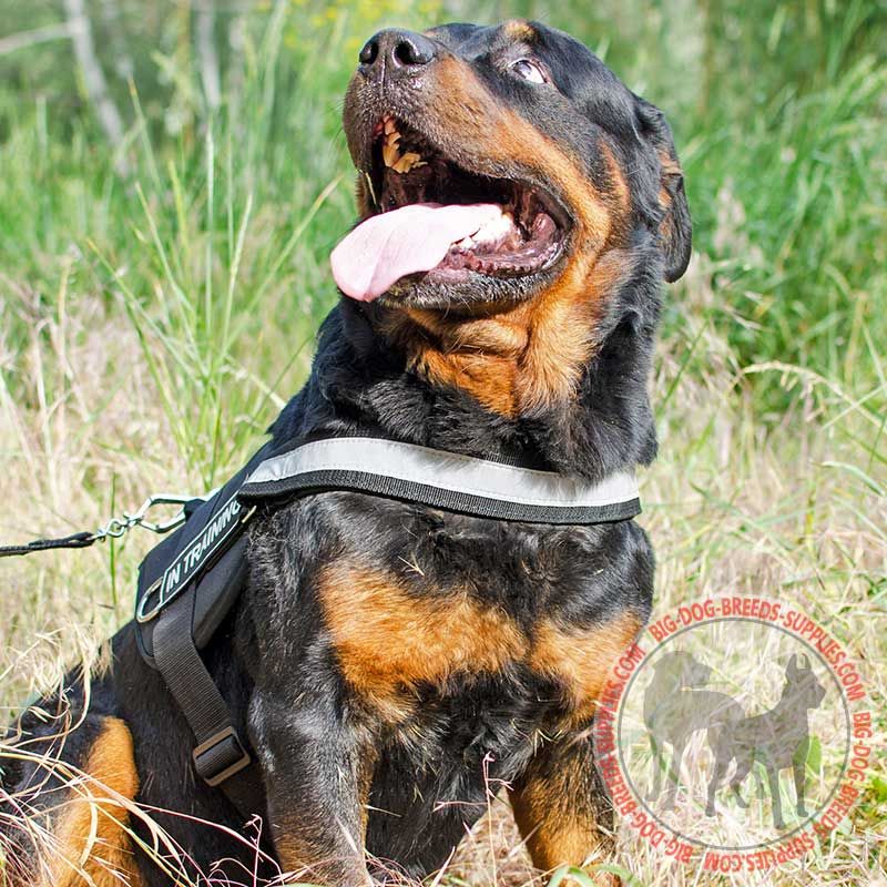 All Weather Padded Nylon Rottweiler Harness for K-9 Work - Click Image to Close