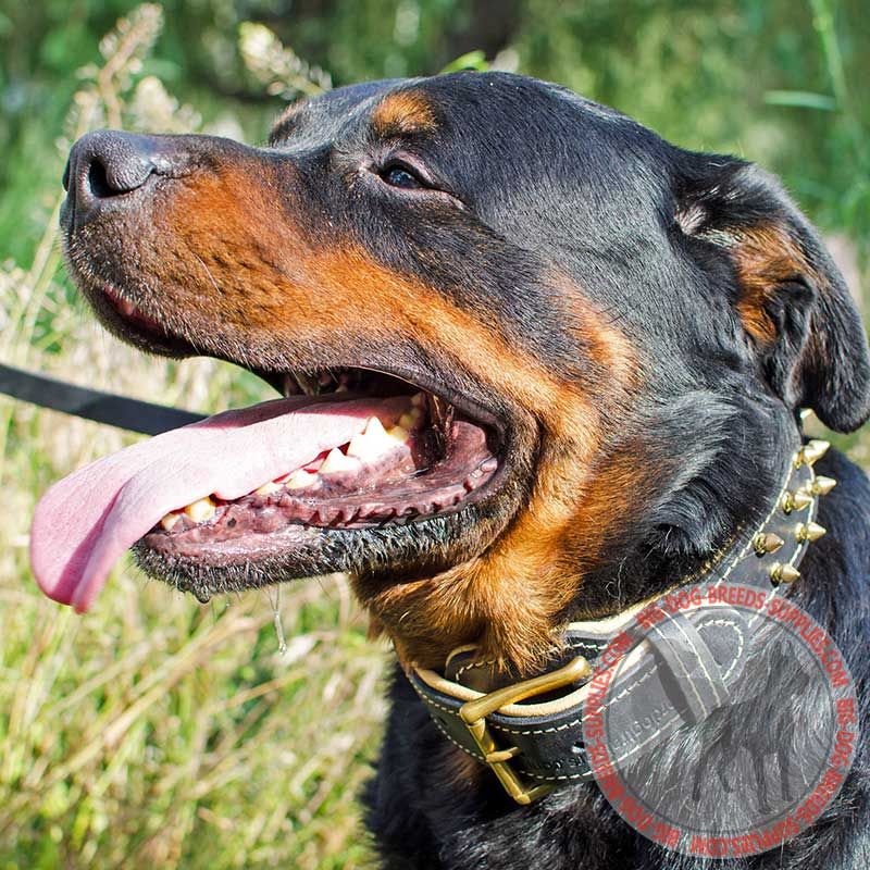 Designer Dog Collar for Rottweiler-Leather Custom Collar