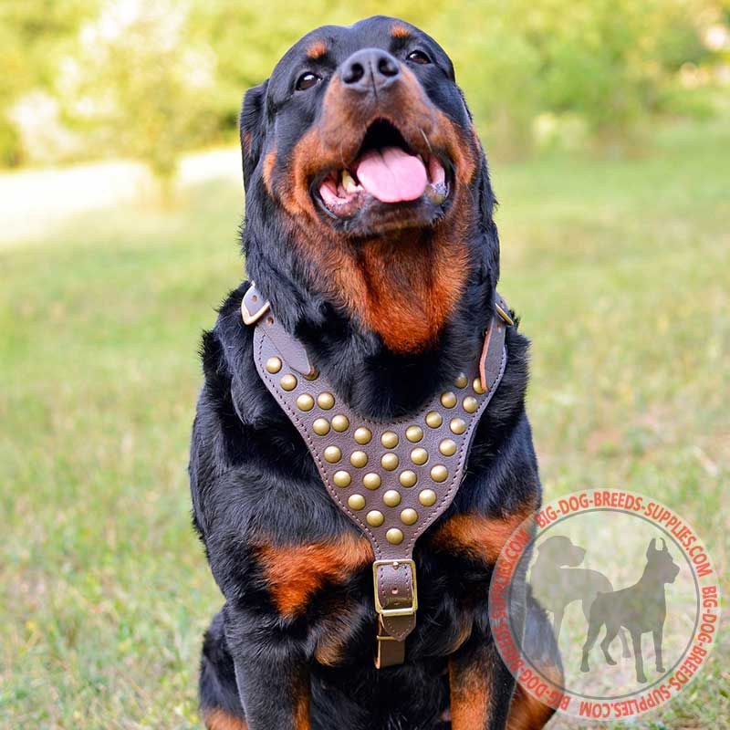 Designer Leather Rottweiler Harness with Look Rusted Studs