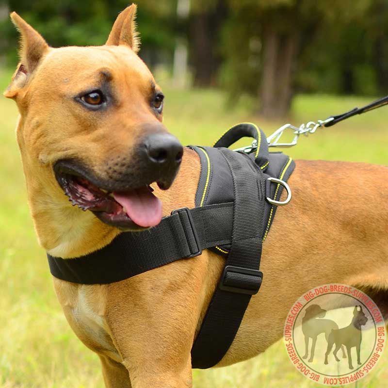 Pitbull harness sales