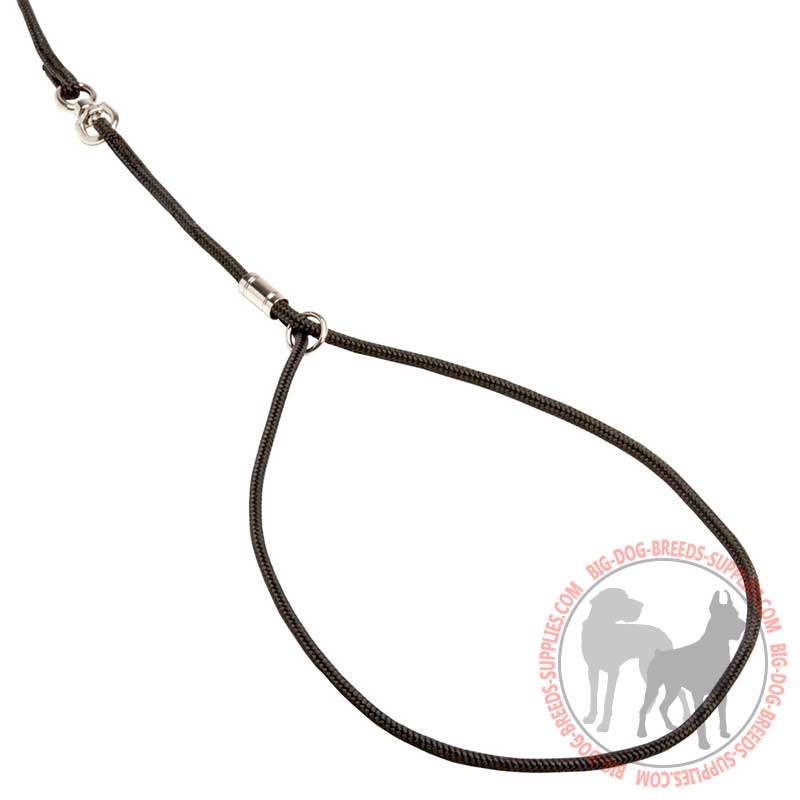 dog show collars and leads