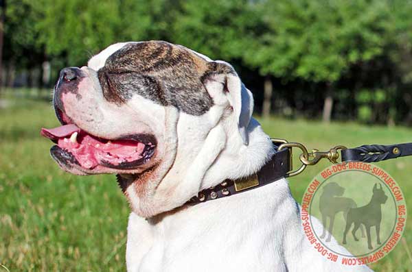 American Bulldog Leash Pull Tab