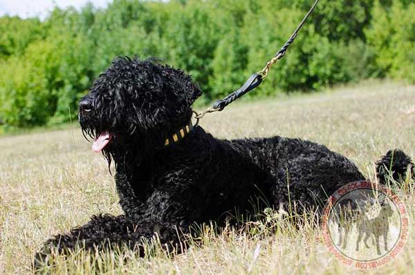 Black Russian Terrier Leash Leather for Dog Management