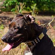 Fully Leathern Pitbull Collar with Awesome Decoration
