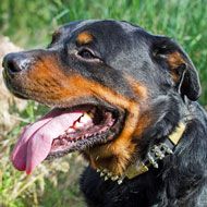 Leather Decorated Rottweiler Collar with Spikes, Cones, Plates