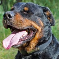 Leather Rottweiler Collar with ID Tag for Walking and Training