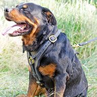 Exquisite Y-shaped Leather Rottweiler Harness for Training