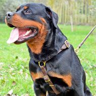 Leather Rottweiler Harness for Tracking, Walking and Training