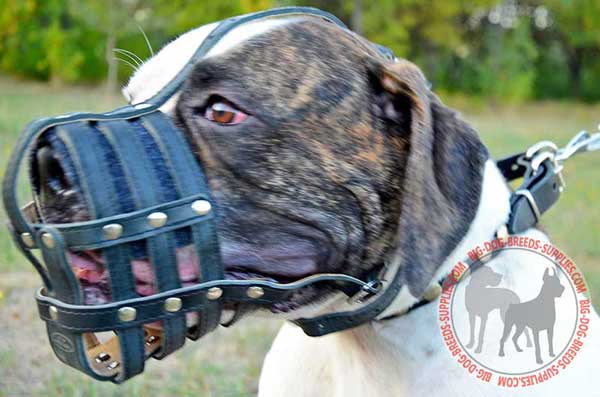 American Bulldog Leather Basket Muzzle