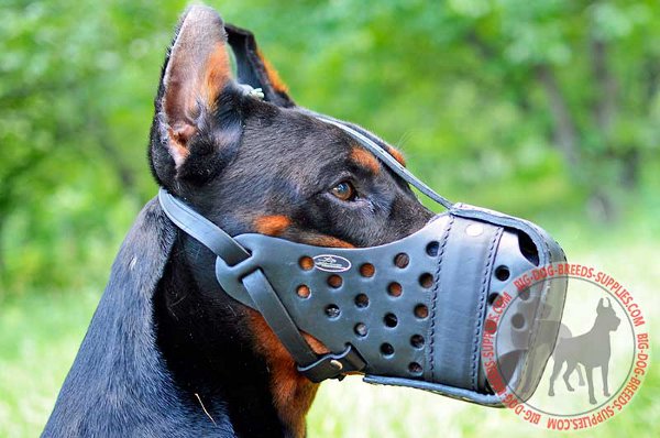 Leather muzzle for Doberman attack training 