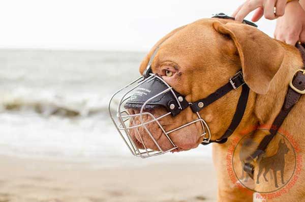 Dogue de Bordeaux Metal Muzzle Padded on Nose with Soft Felt