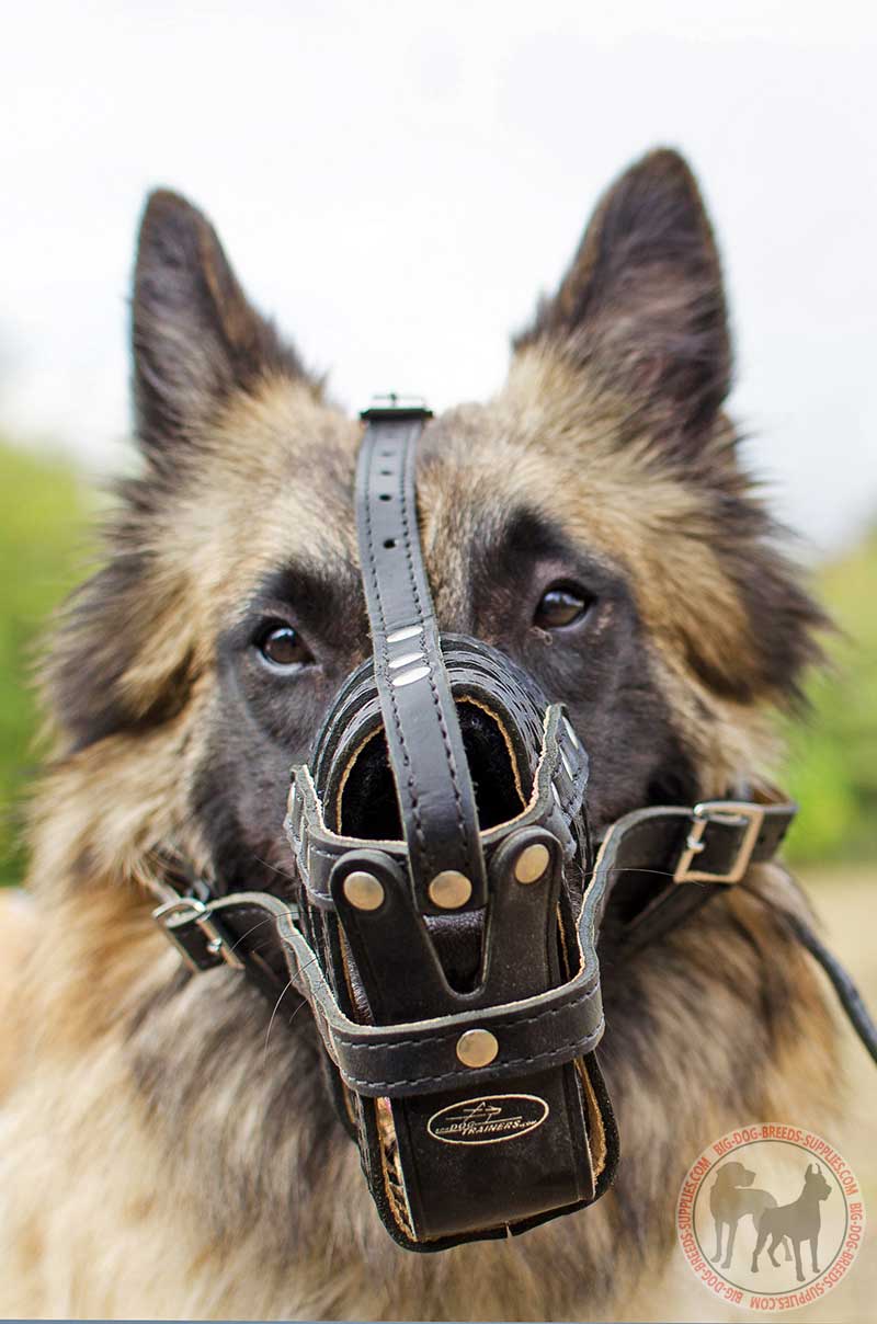 Get Nappa Padded Leather Mesh Cage Dog Muzzle Rottweiler Breed Leather Dog Muzzle For Tervuren Padded Best Comfort