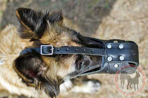Leather Dog Muzzle for Tervuren with Adjustable Straps