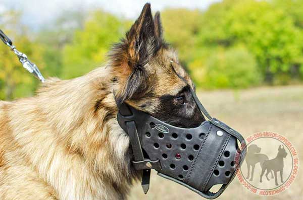 Leather Tervuren Muzzle Betters Comfort During Attack Training 