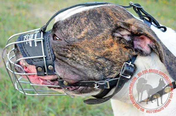 Wire American Bulldog Muzzle Padded on Nose