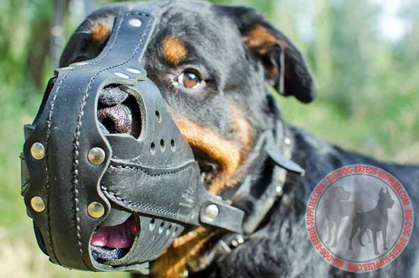 Strong Leather Rottweiler Muzzle for  Attack / Agitation Work