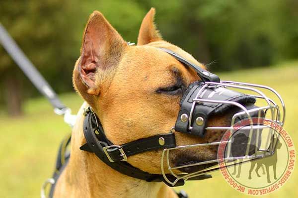 Metal Pit Bull Muzzle Basket for Dog Activities