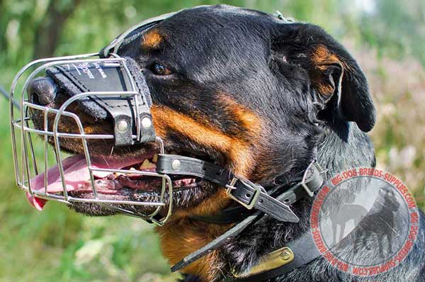 Rottweiler Dog Wire Cage Muzzle Causes no Skin Rubbing