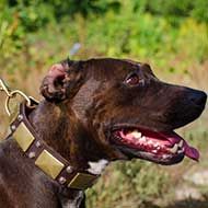 Plates and Cones Decorated Pitbull Collar