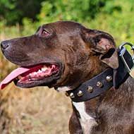 Designer Wide Nylon Pitbull Collar With Nickel Pyramids