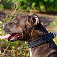Training Leather Pitbull Collar Padded with Soft Felt