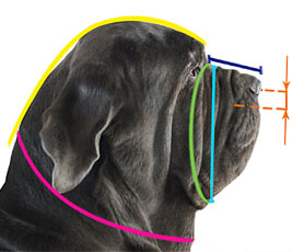 How to measure your dog