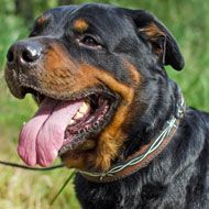 Barbed Wire Painted Leather Rottweiler Collar for Walking and Training