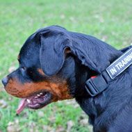 Lightweight Nylon Rottweiler Collar with Identification Patches