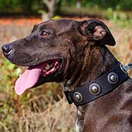 Silvery Conchos Adorned Nylon Pitbull Collar for Walking